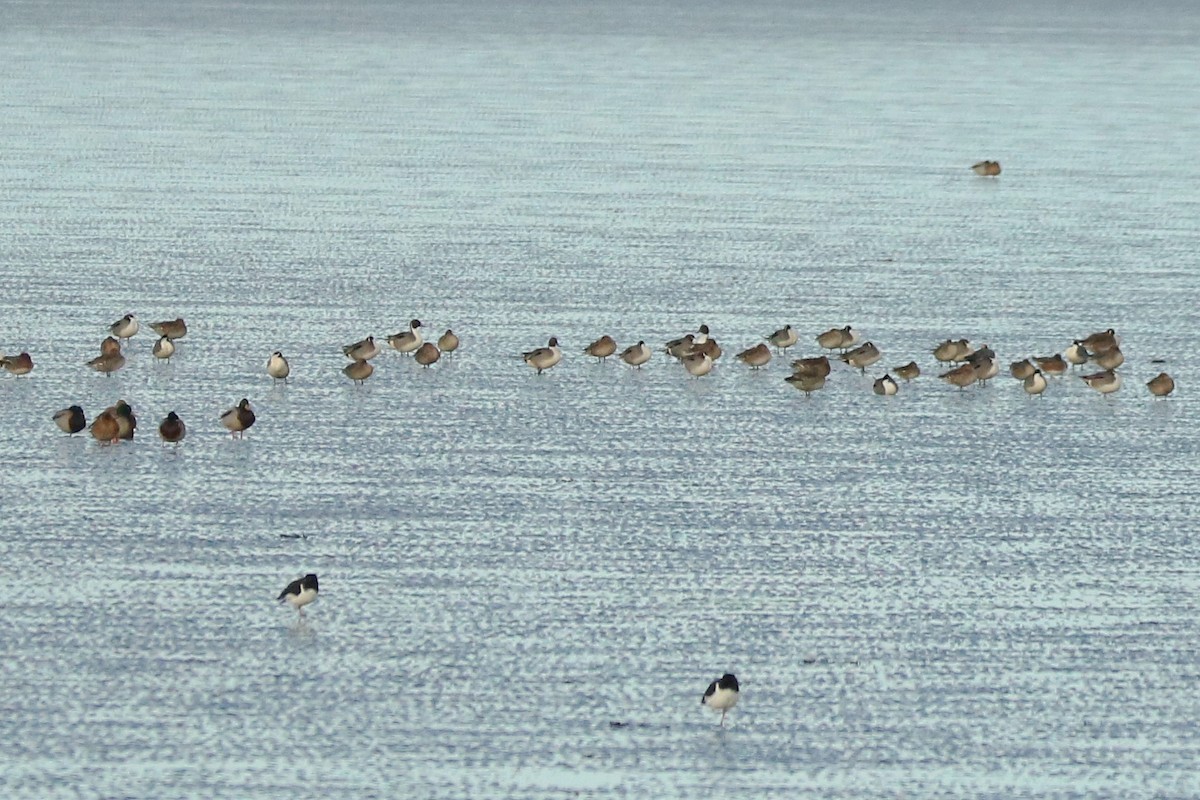 Northern Pintail - ML292454581