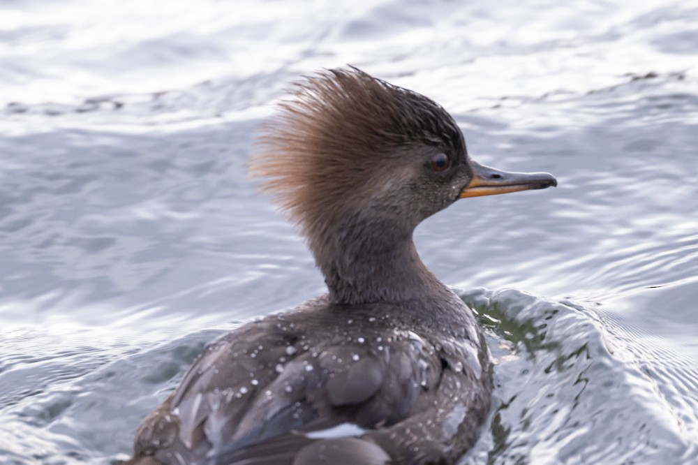 Hooded Merganser - ML292454701