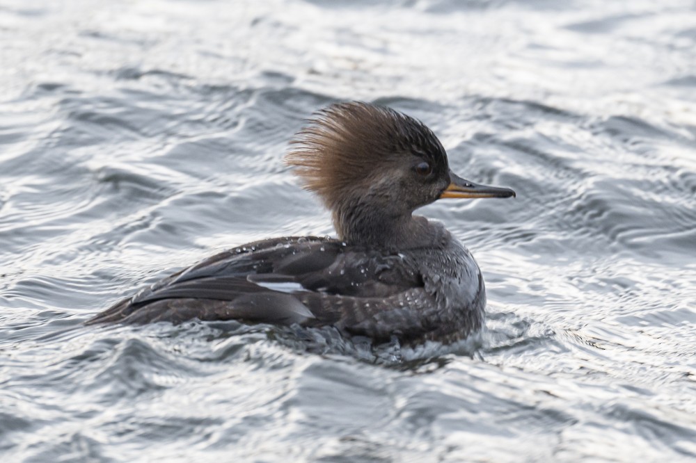 Hooded Merganser - ML292455001