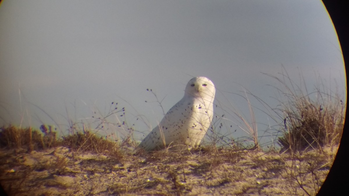 Snowy Owl - ML292455321