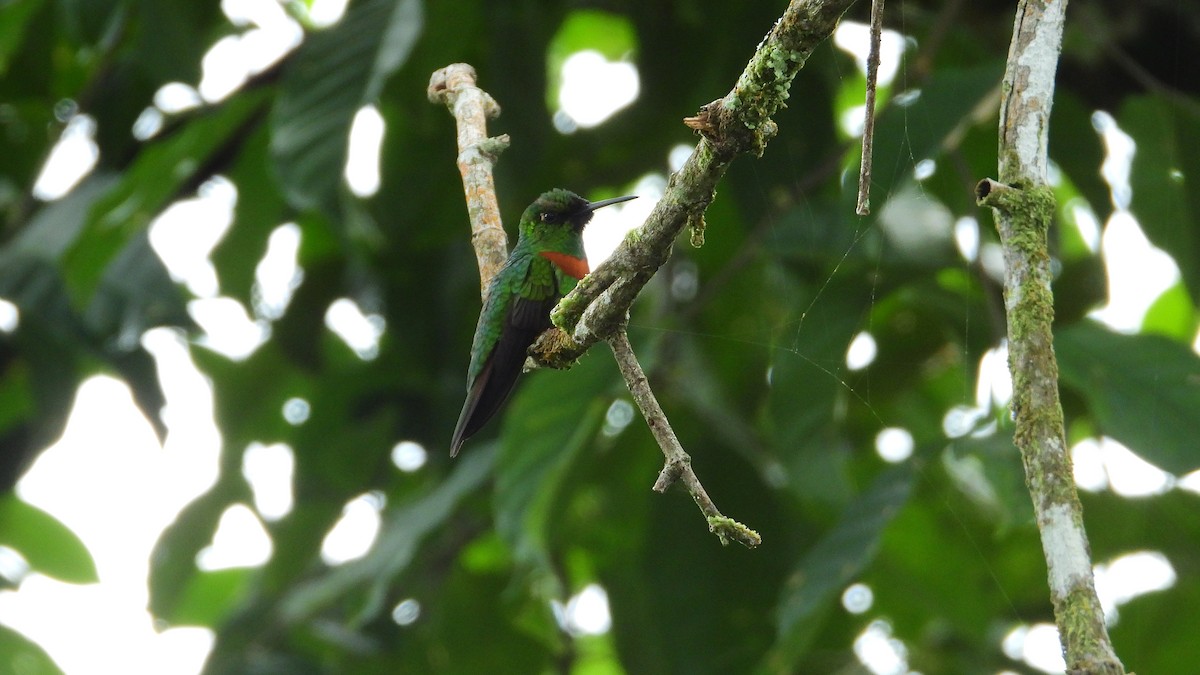 Gould's Jewelfront - Jorge Muñoz García   CAQUETA BIRDING