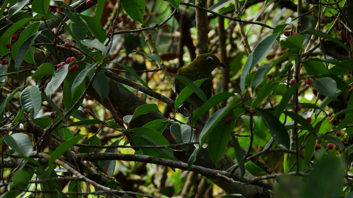 Gray-tailed Piha - Jorge Muñoz García   CAQUETA BIRDING