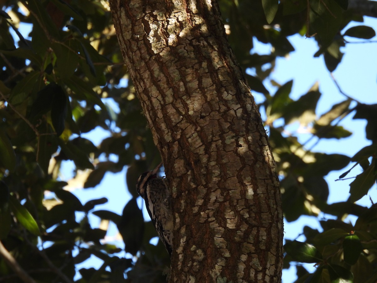 Yellow-bellied Sapsucker - ML292458881