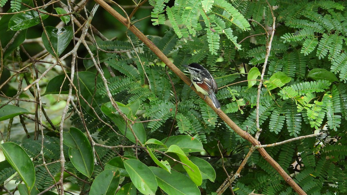 Rusty-winged Antwren - ML292459021