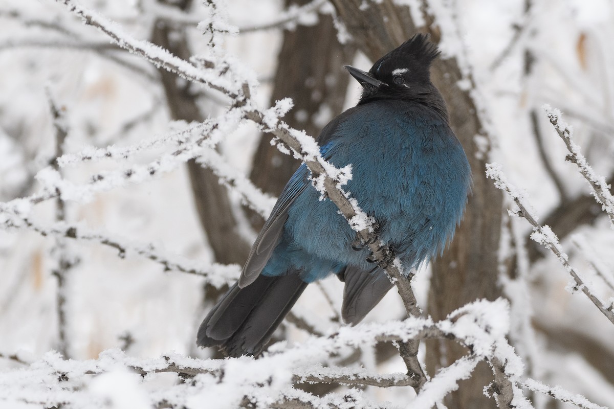 Steller's Jay - Darren Clark