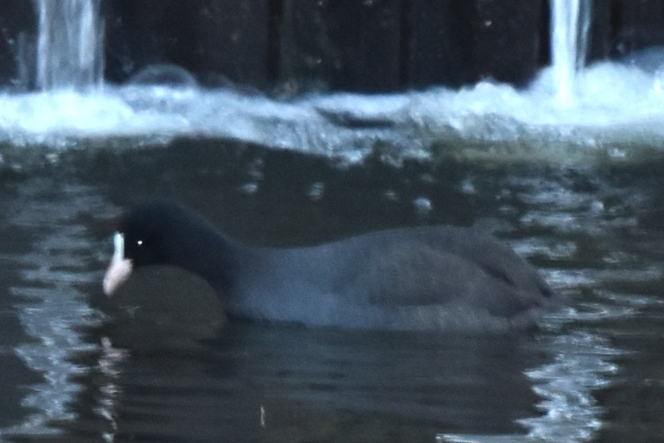 Eurasian Coot - ML292460971