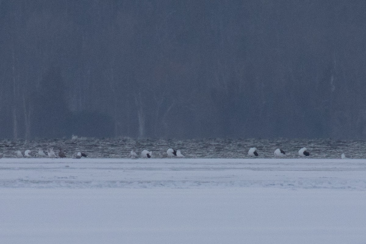 Great Black-backed Gull - ML292462781