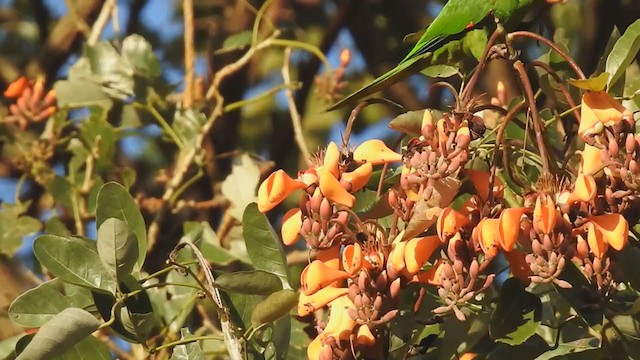 Crimson-fronted Parakeet - ML292463281