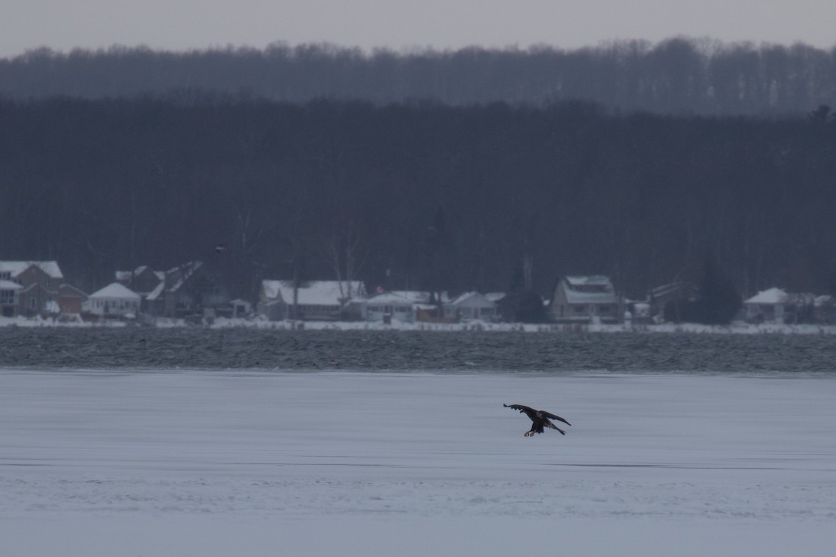 Bald Eagle - ML292463421