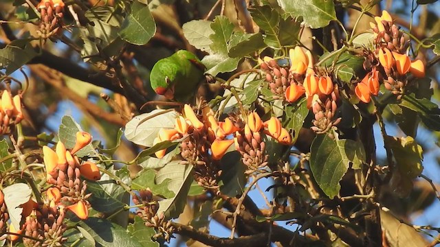 アカビタイメキシコインコ - ML292463631