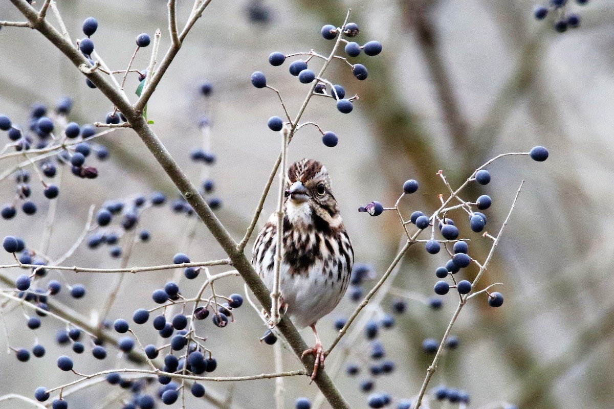 Song Sparrow - ML292465571