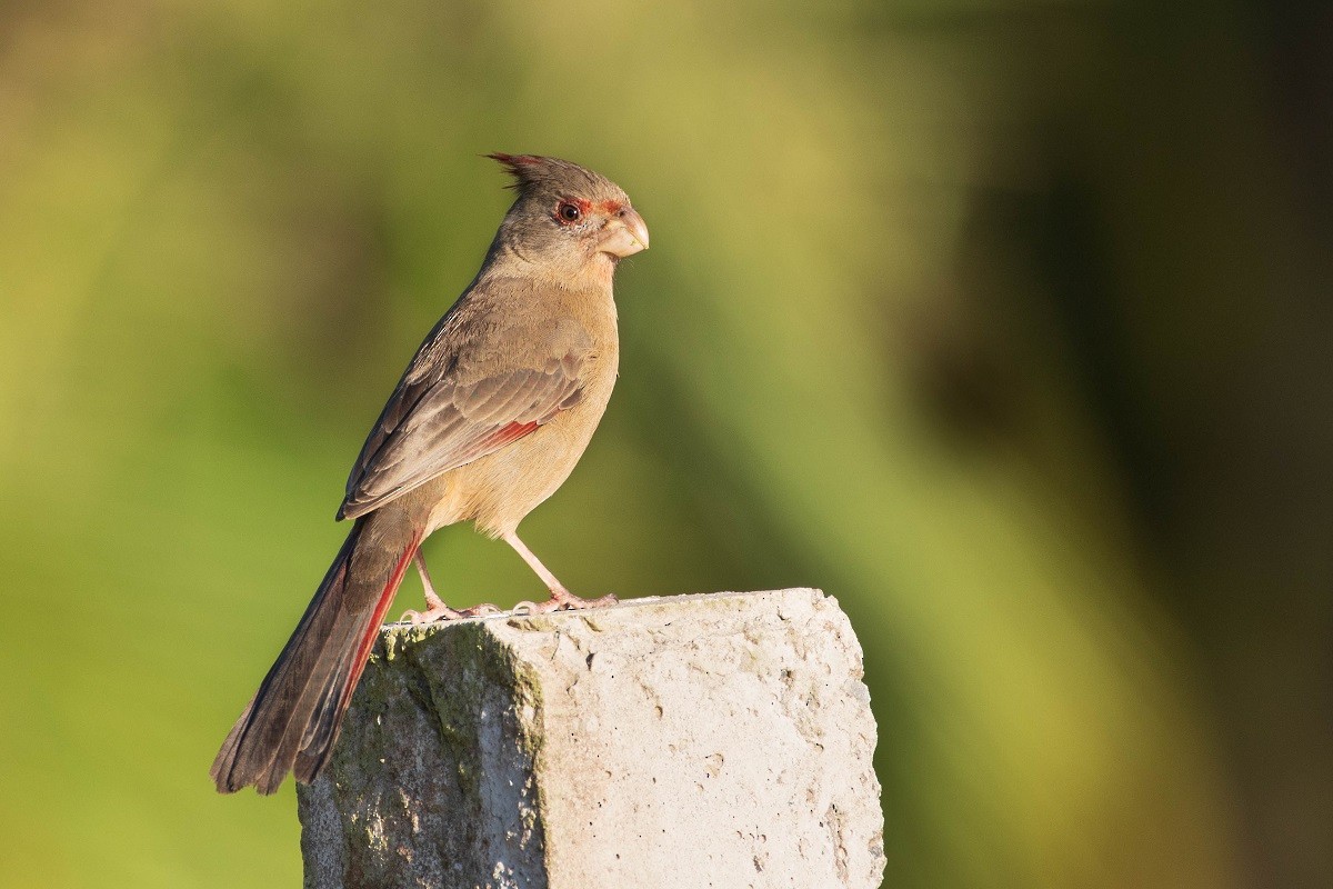 Pyrrhuloxia - ML292467461