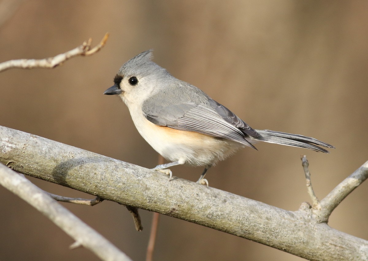 Tufted Titmouse - Tommy Quarles