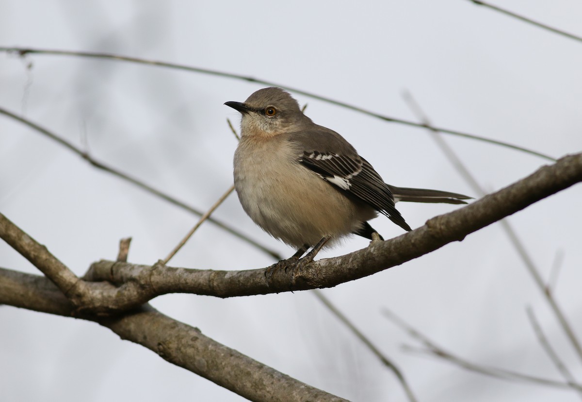 Northern Mockingbird - ML292467661