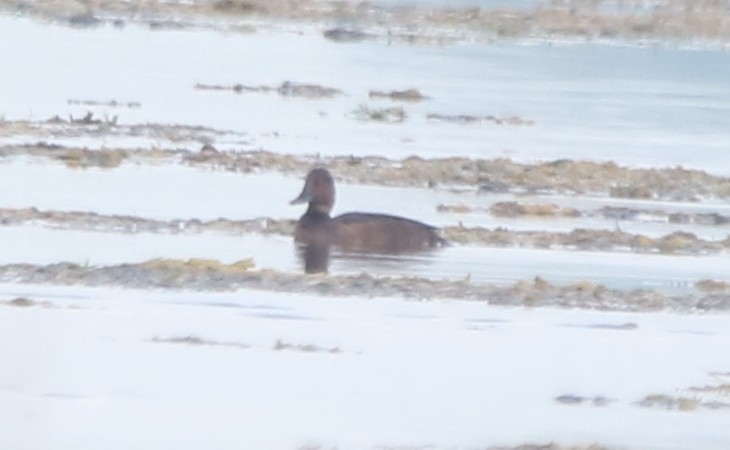 Ferruginous Duck - Vyom Vyas