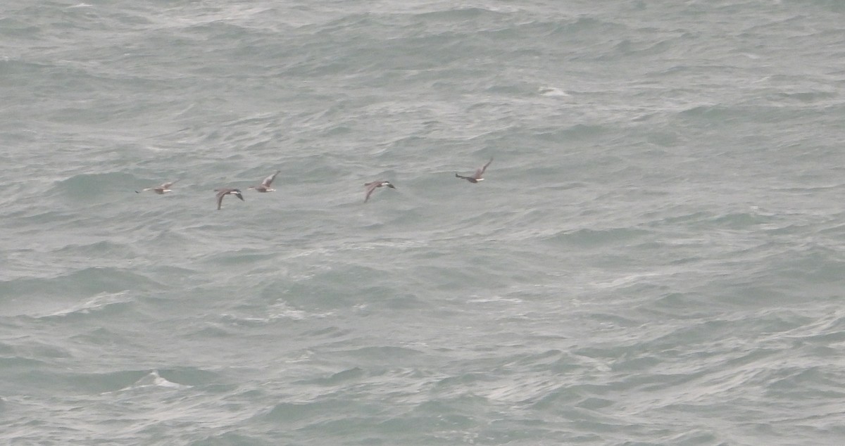 Greater White-fronted Goose - ML292468991