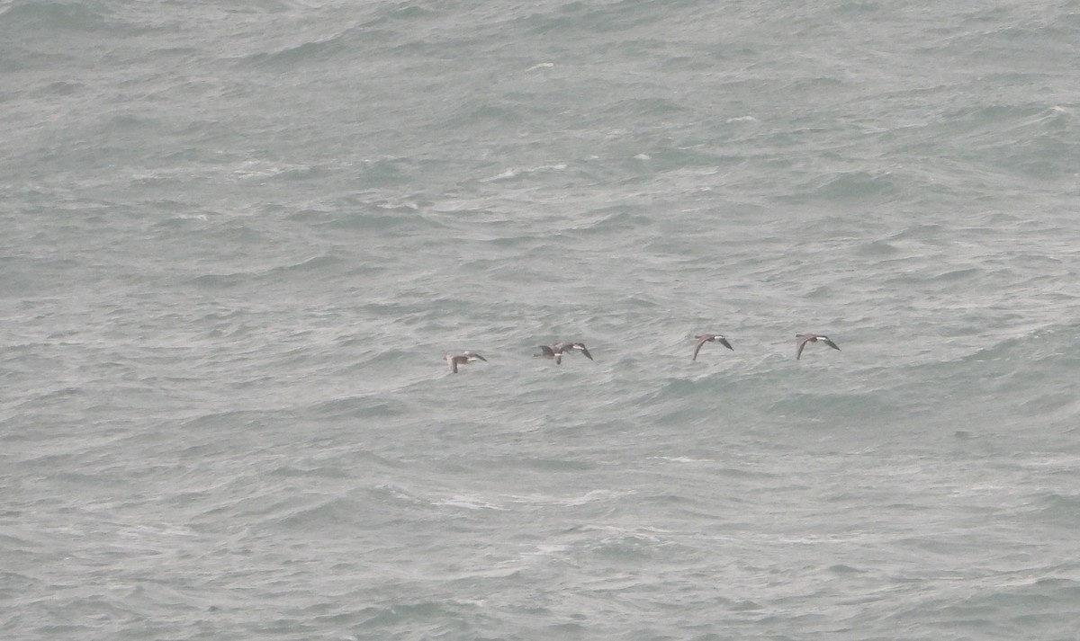 Greater White-fronted Goose - ML292469001