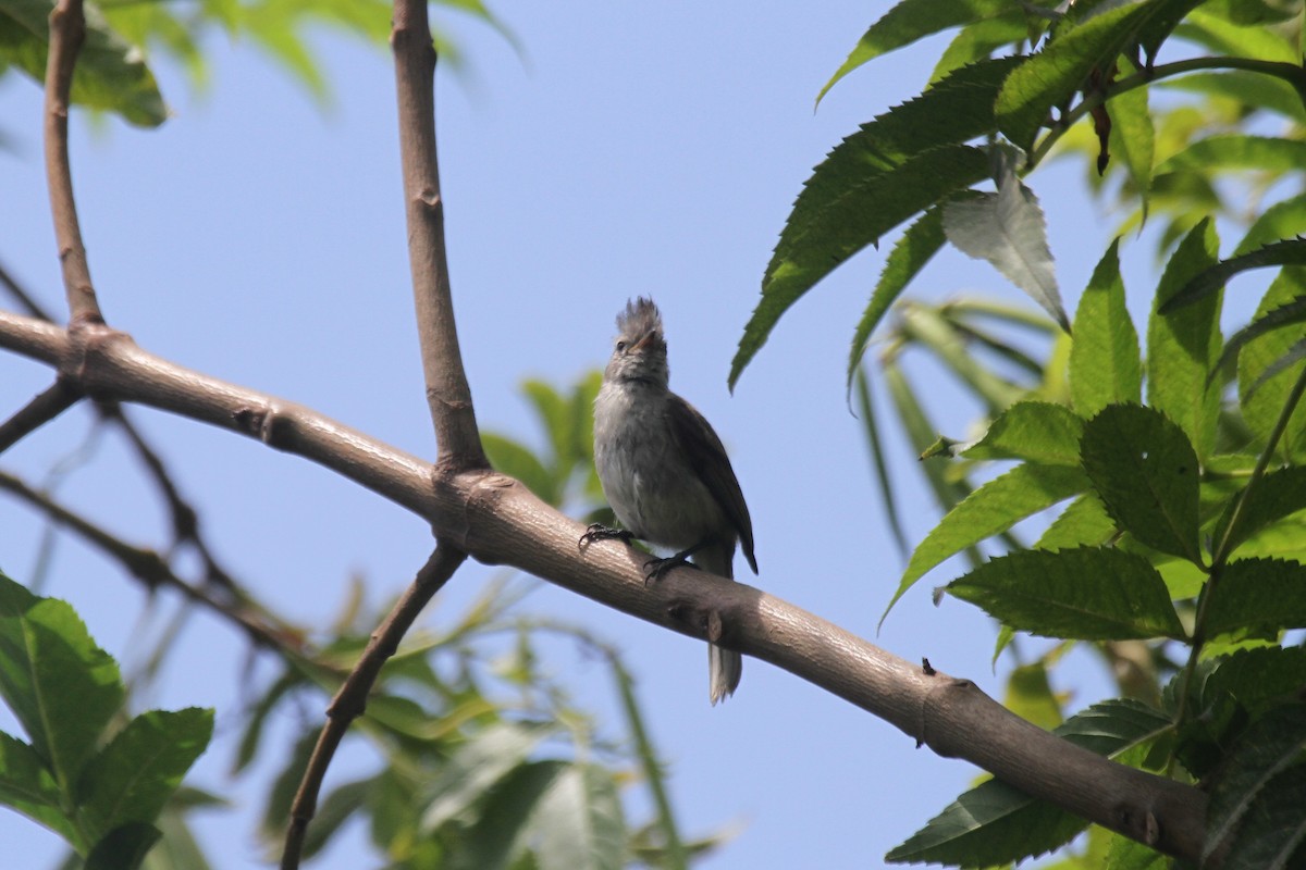 Southern Beardless-Tyrannulet - Oscar  Diaz