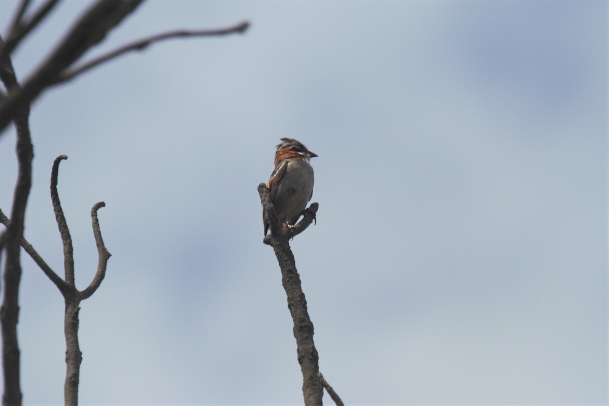 Rufous-collared Sparrow - Oscar  Diaz