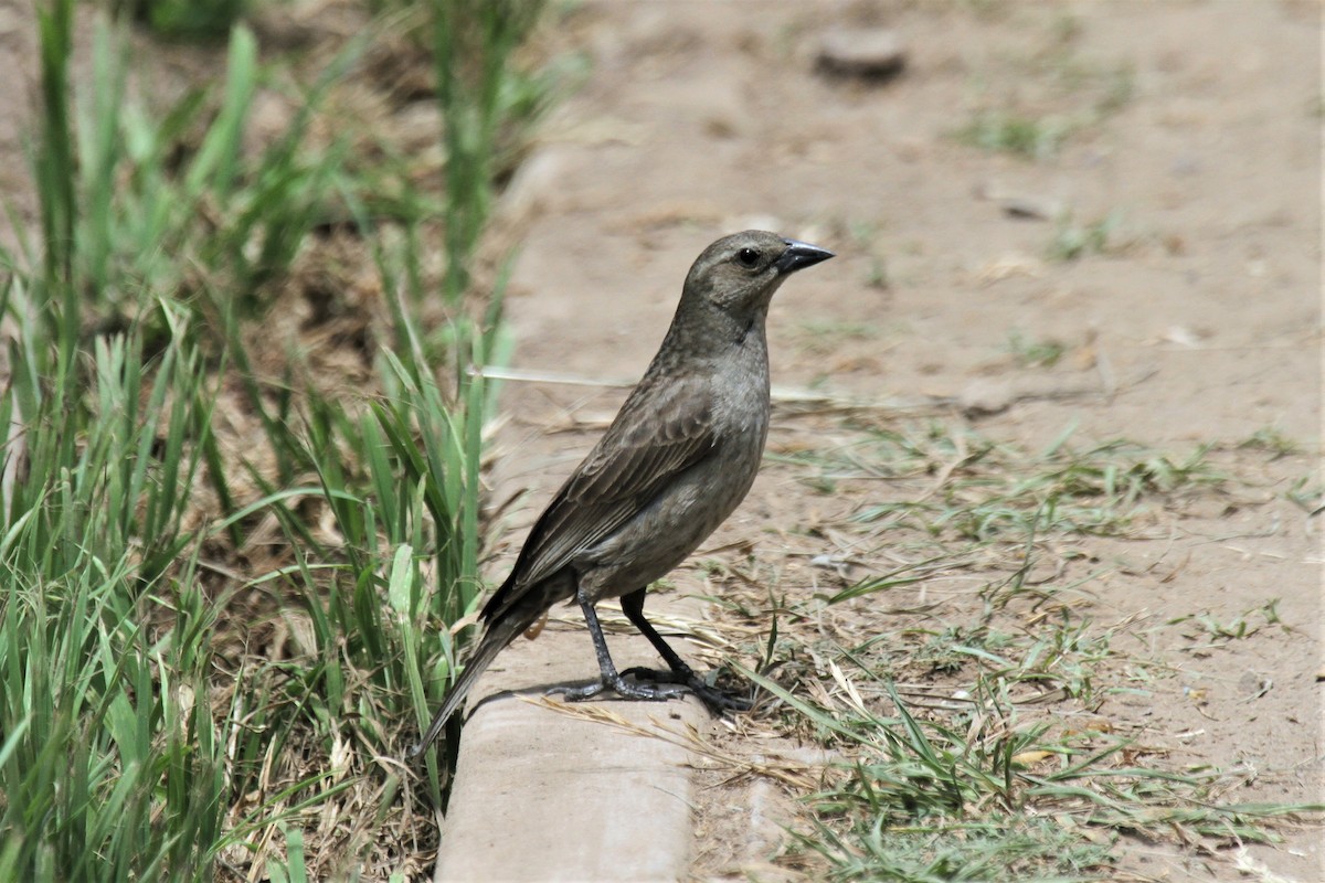 Shiny Cowbird - ML292472161