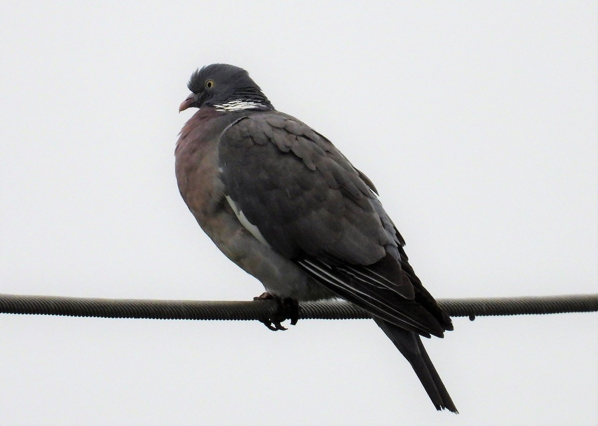Common Wood-Pigeon - ML292472321
