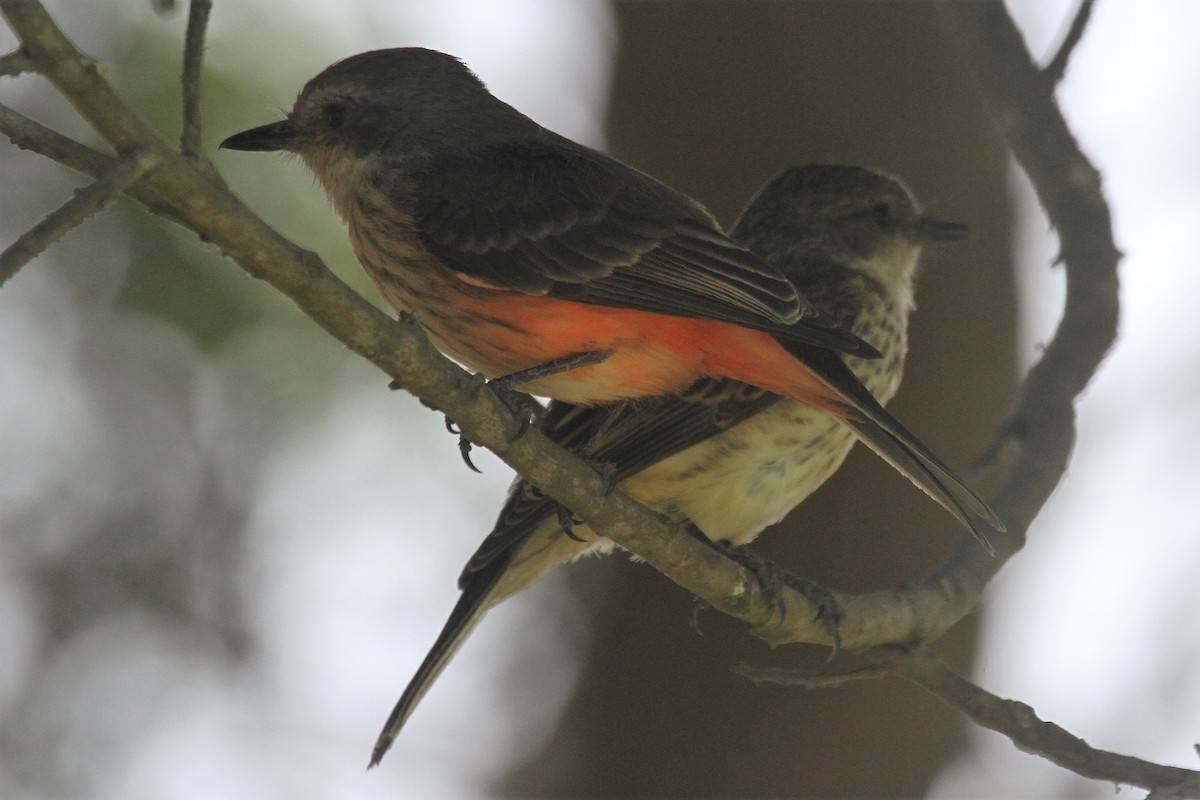 Vermilion Flycatcher - Oscar  Diaz