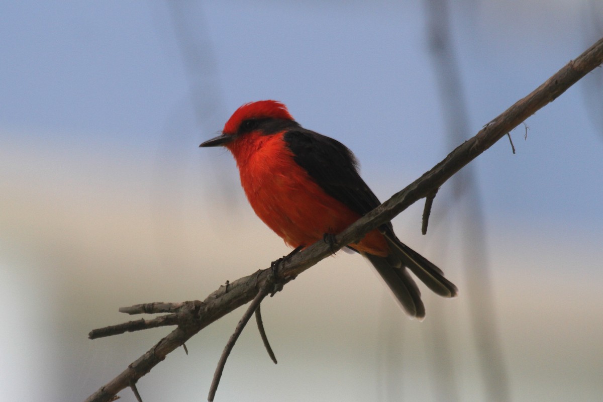 Vermilion Flycatcher - Oscar  Diaz