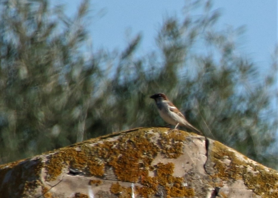 House Sparrow - Diane Eubanks