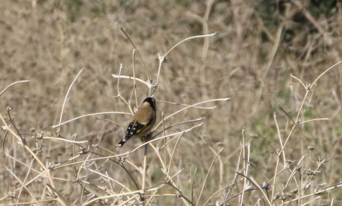 European Goldfinch - ML292474331