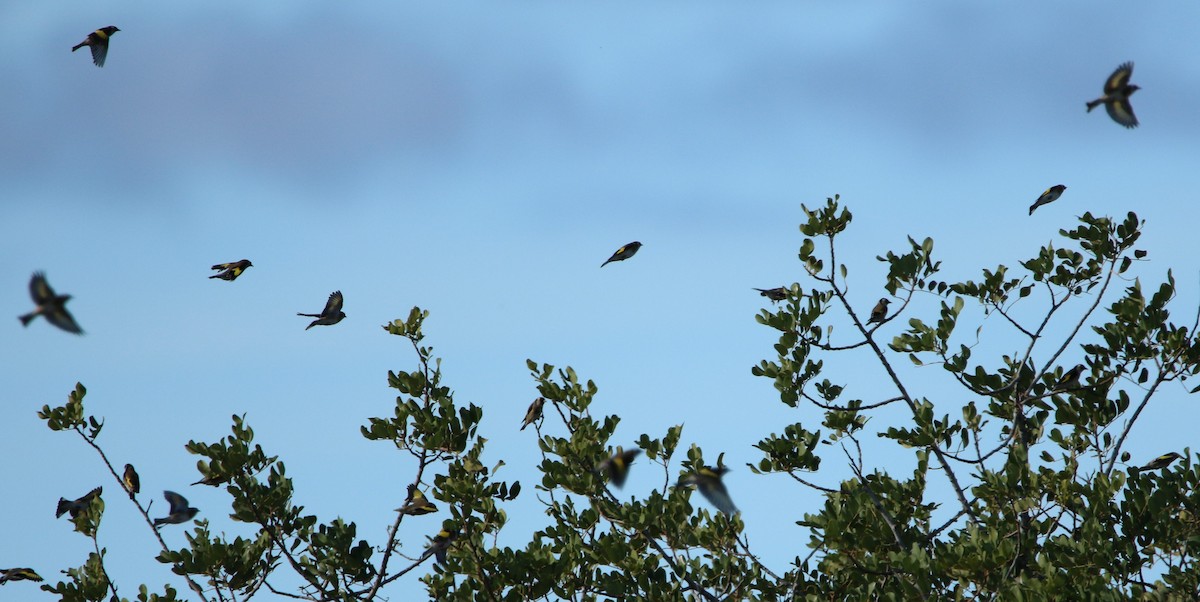 European Goldfinch - ML292474351