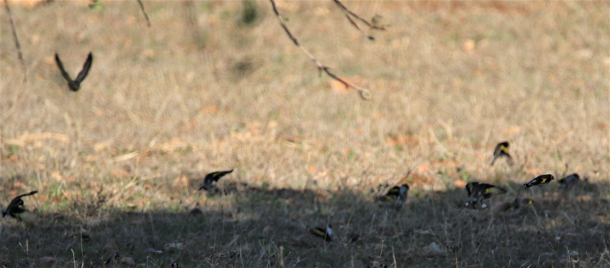 European Goldfinch - ML292474361