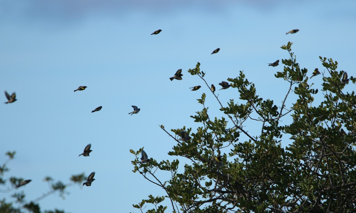 European Goldfinch - ML292474371