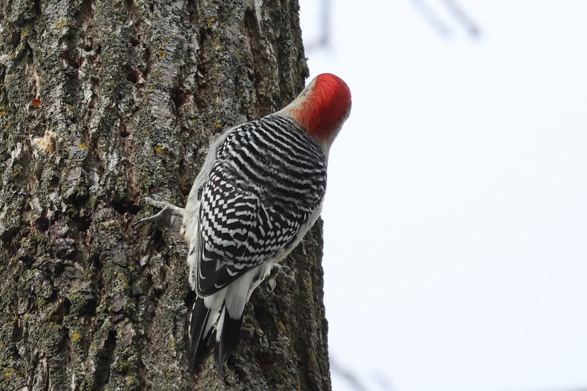 Red-bellied Woodpecker - ML292474581