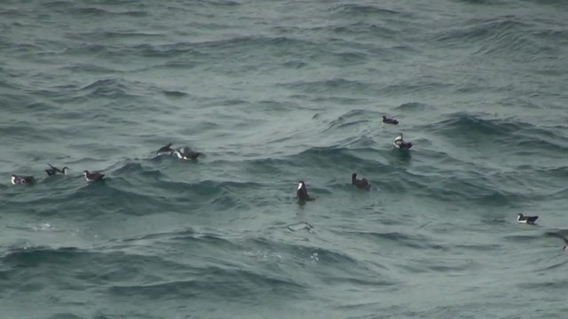 Galapagos Shearwater - ML292474941