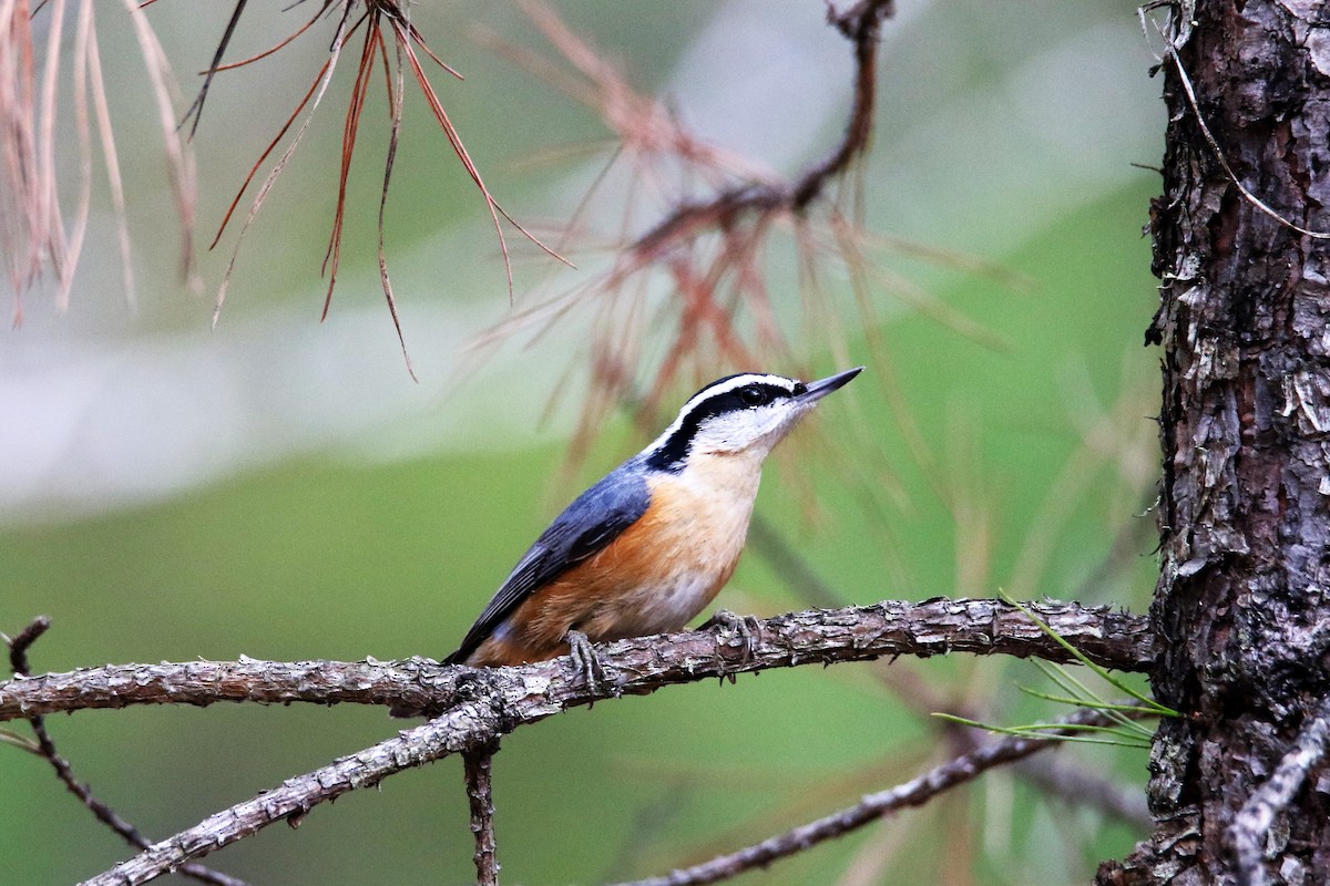 Red-breasted Nuthatch - ML292475471