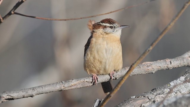 Carolina Wren - ML292475541