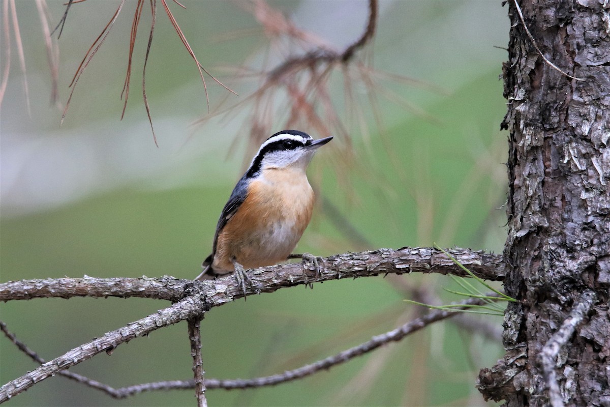 Red-breasted Nuthatch - ML292475601