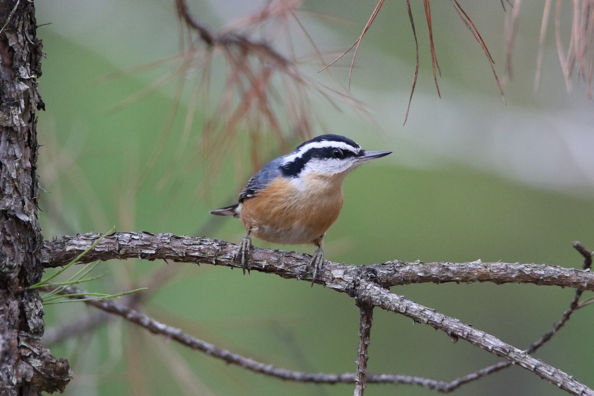 Red-breasted Nuthatch - ML292475611