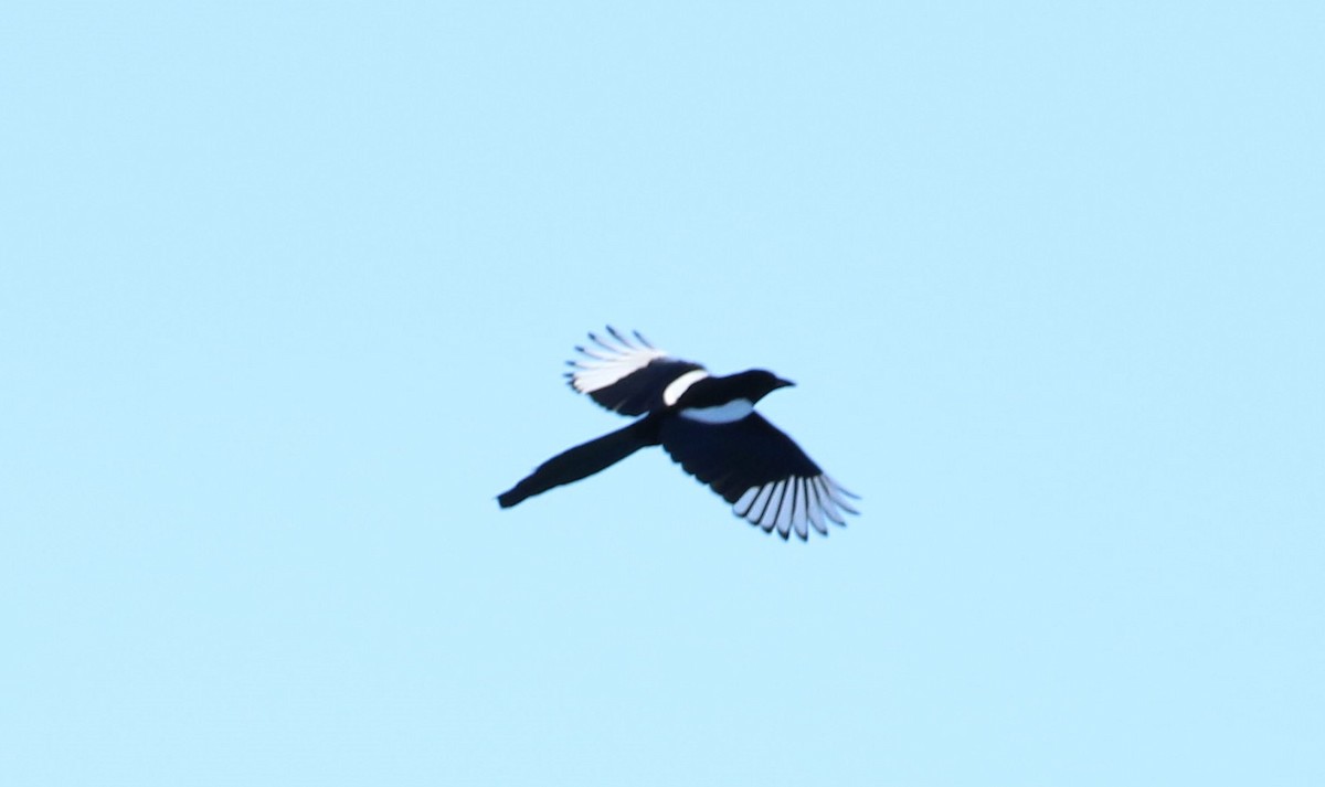 Eurasian Magpie - ML292475701