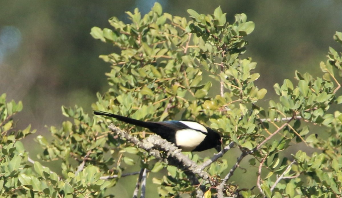 Eurasian Magpie - ML292475721