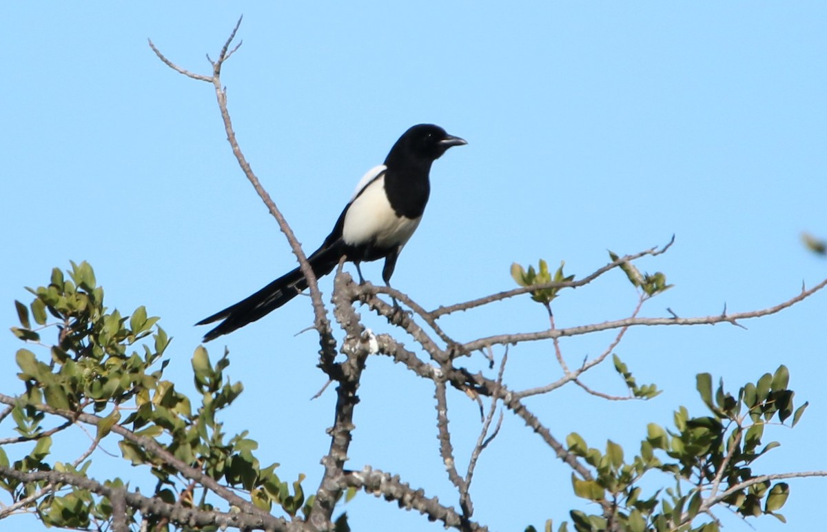 Eurasian Magpie - ML292475731