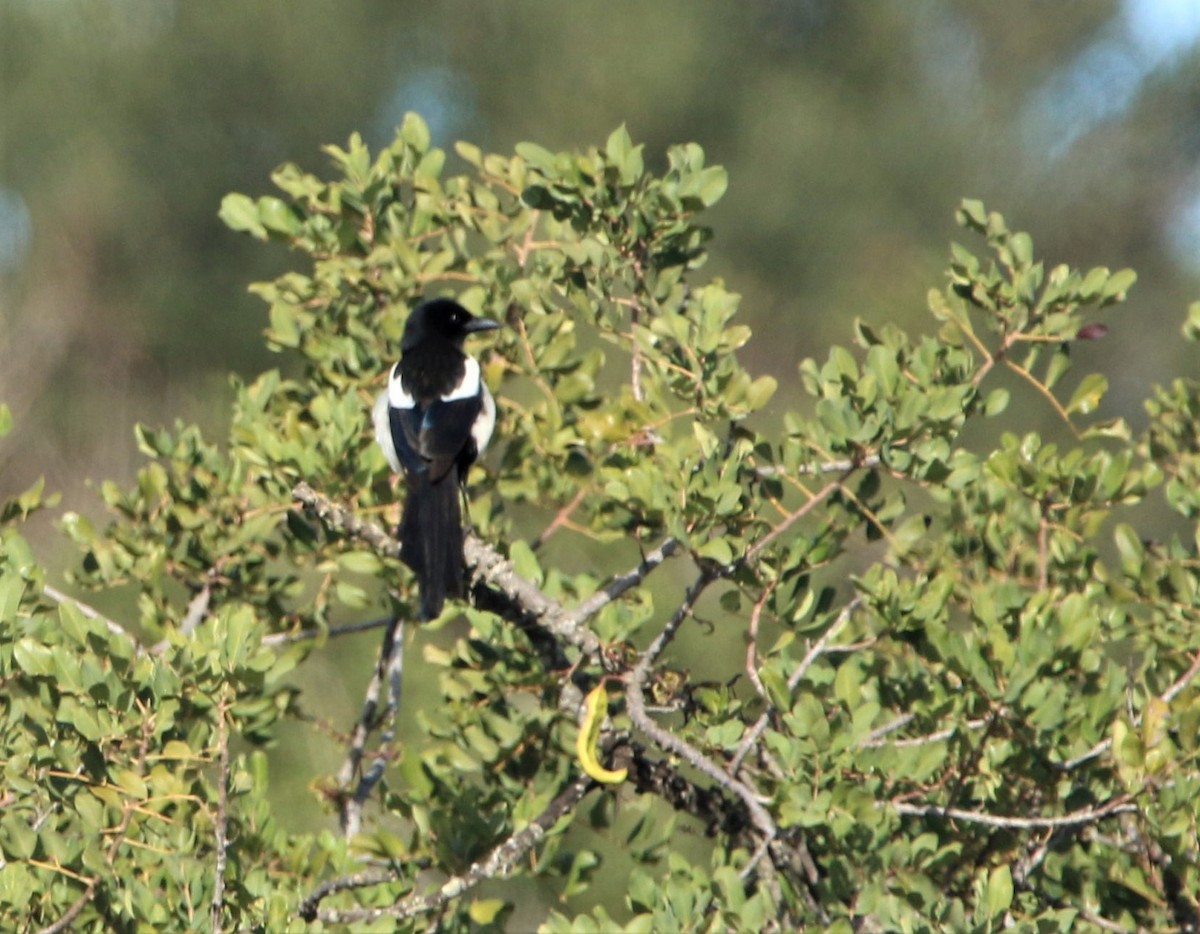 Eurasian Magpie - ML292475751