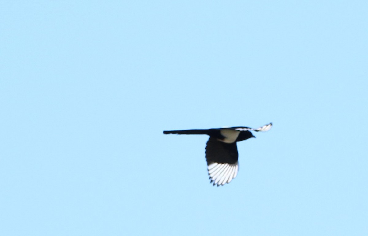 Eurasian Magpie - ML292475761