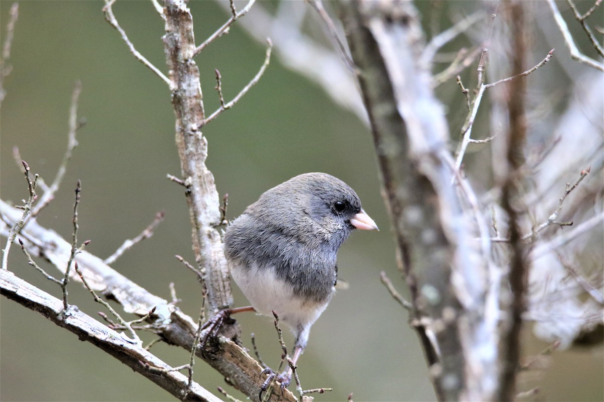 Dark-eyed Junco - ML292476061