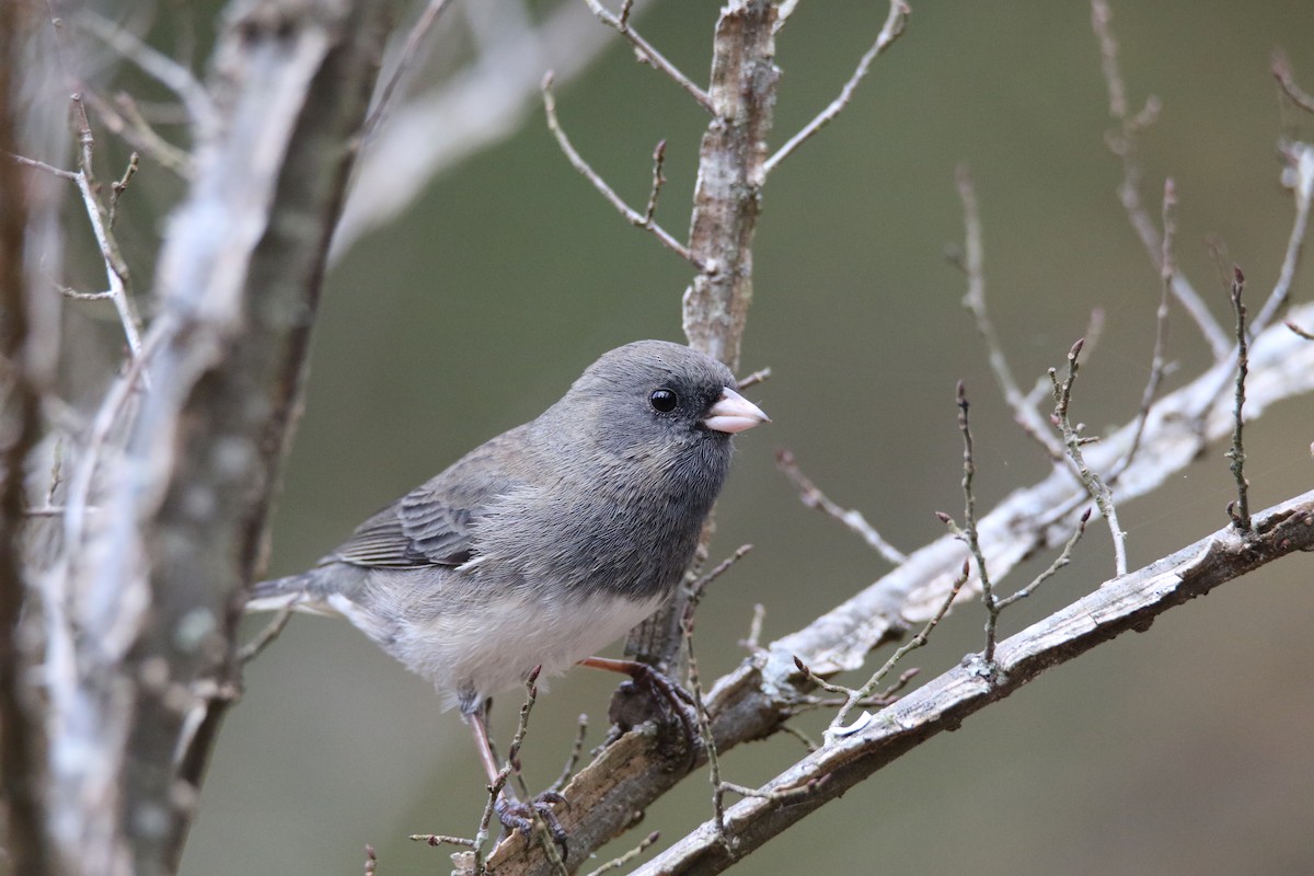 Dark-eyed Junco - ML292476381