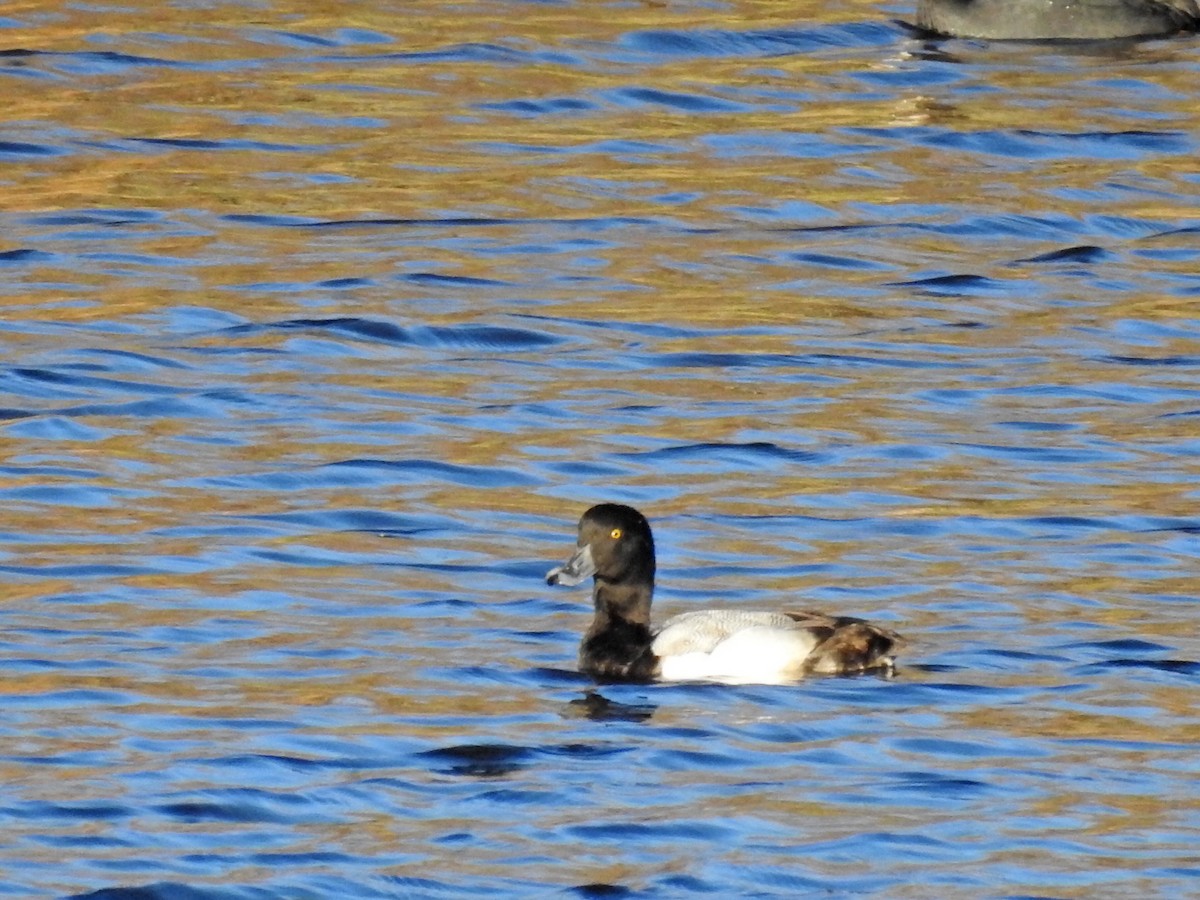 Greater Scaup - Adelino García Andrés