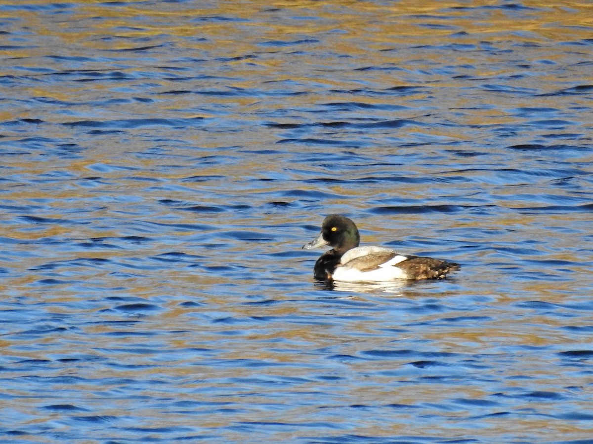 Greater Scaup - Adelino García Andrés