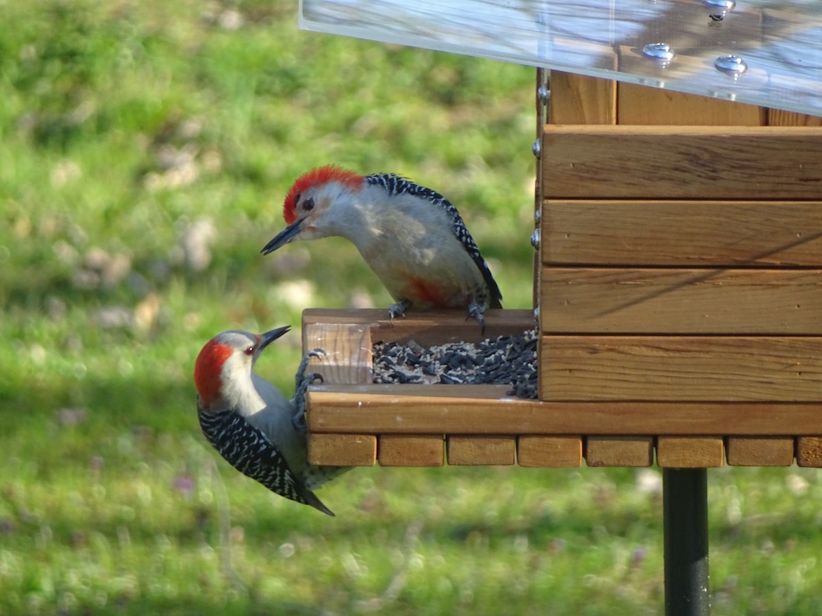 Red-bellied Woodpecker - James Kording