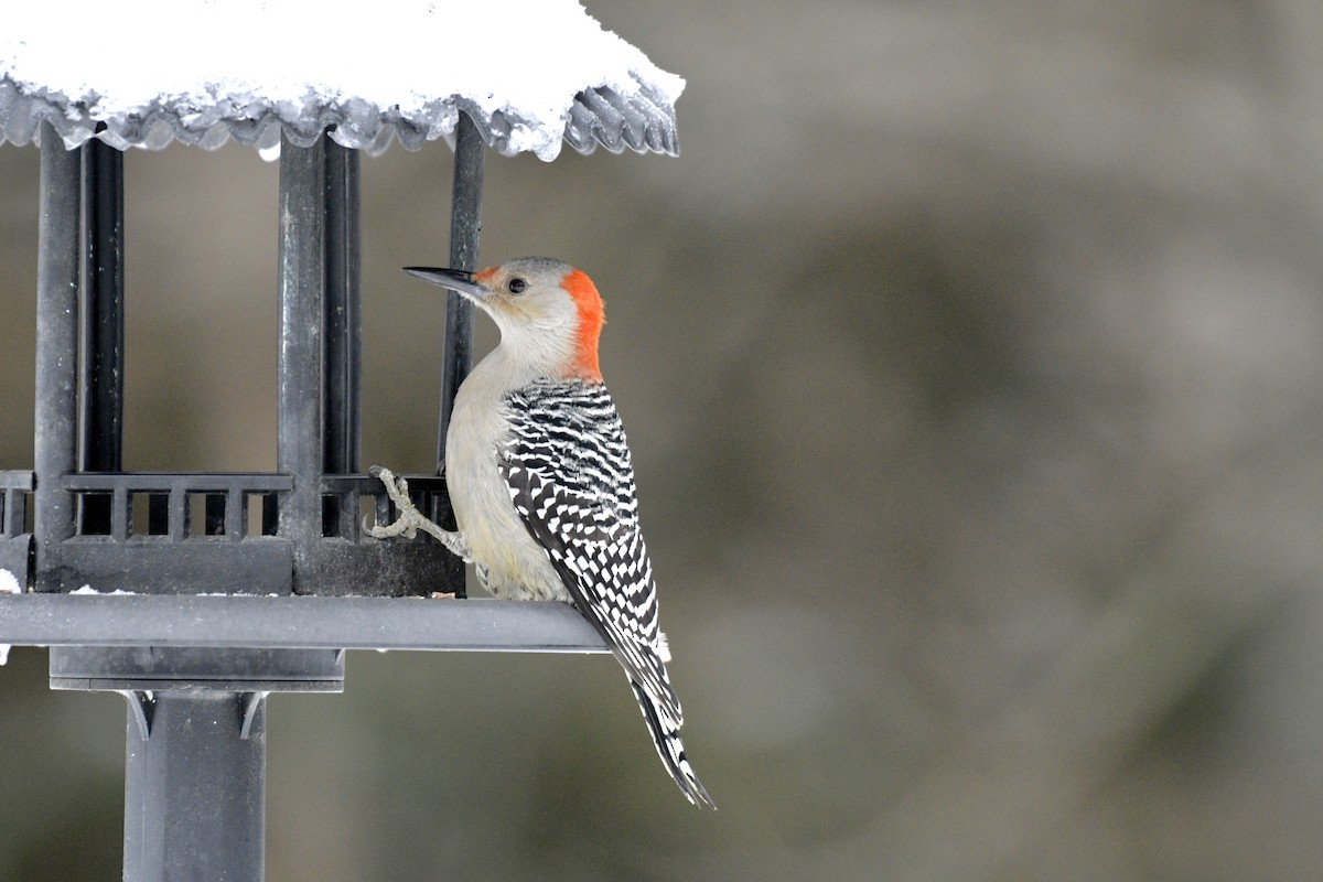 Red-bellied Woodpecker - Monica Siebert