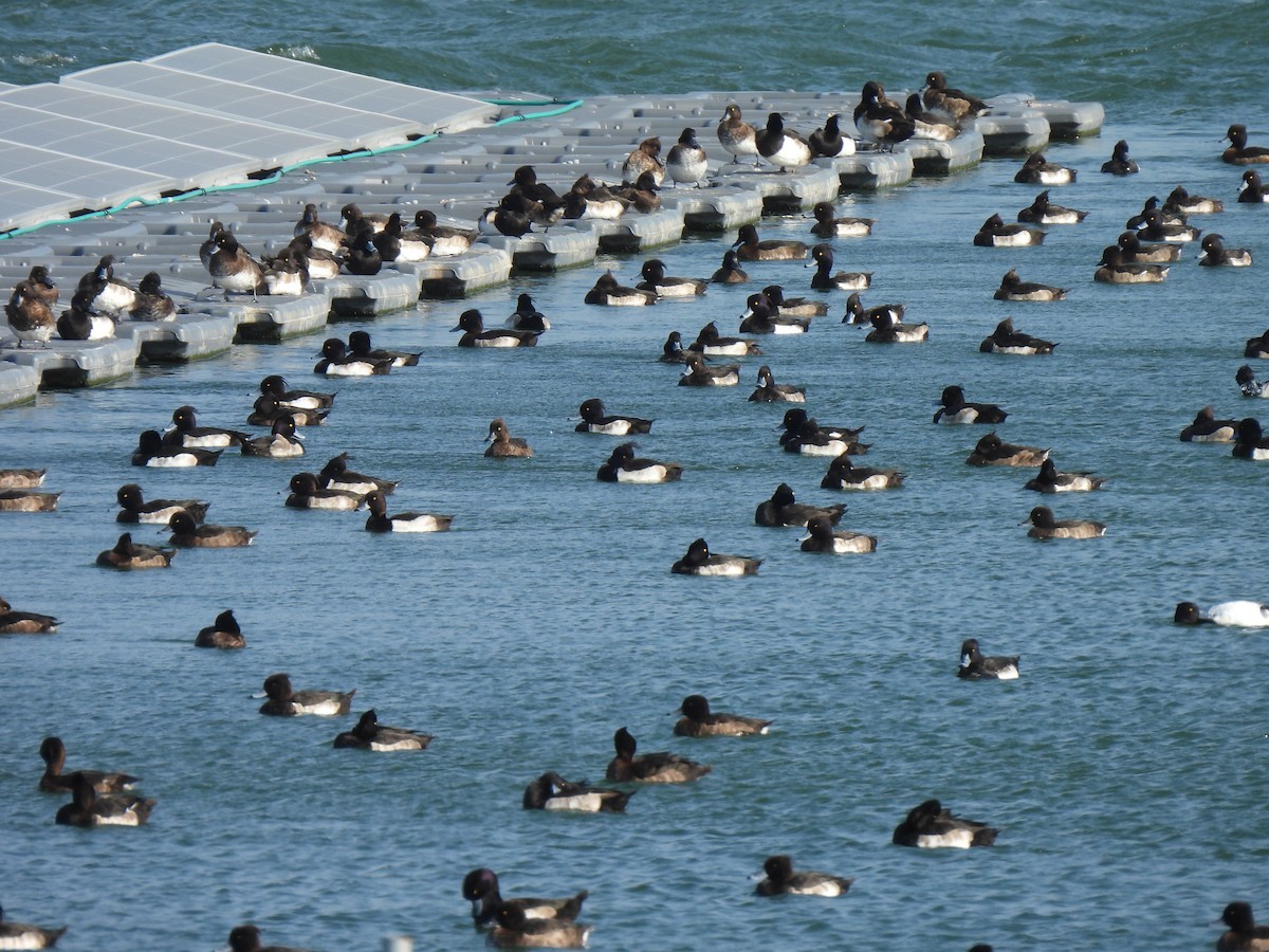 Tufted Duck - Kun-Hui  Lin